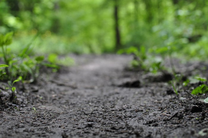 Dirt path in a forest with bokeh