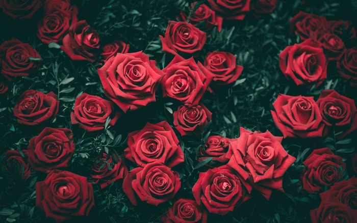 A close-up of many red roses with dark green leaves
