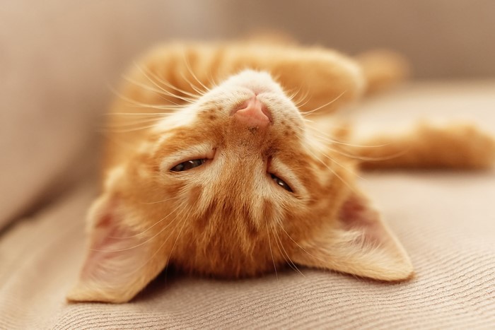 Orange tabby kitten lying on its back