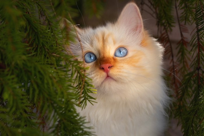 Flame point Siamese cat with blue eyes peeking through pine branches