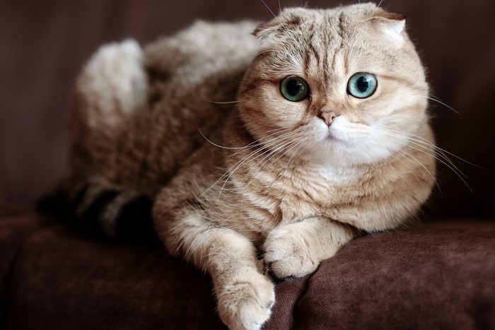 Scottish Fold cat with blue eyes