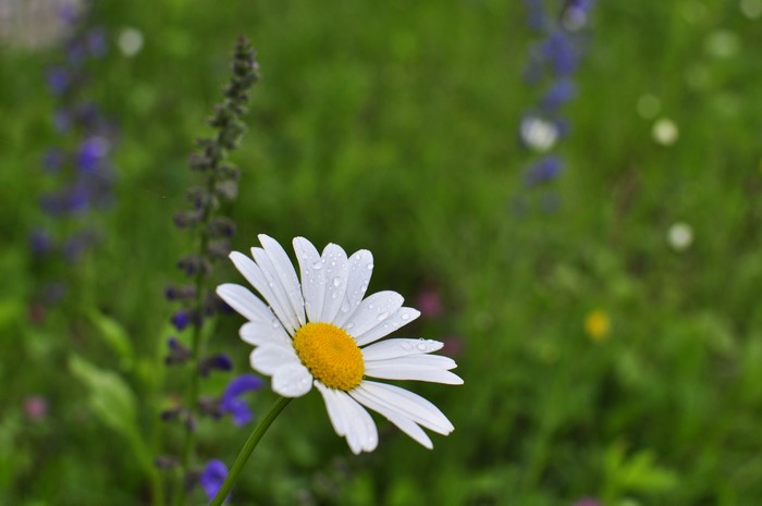 Daisy with water droplets in a field