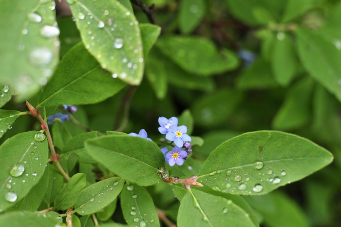 Forget-me-nots with water drops on leaves