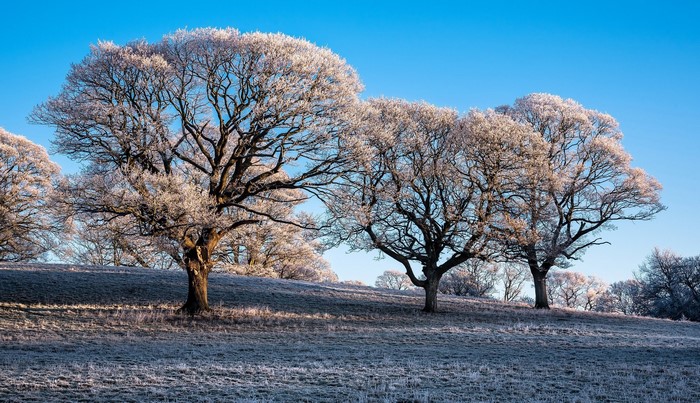 Frost-covered trees on a hill under a clear blue sky