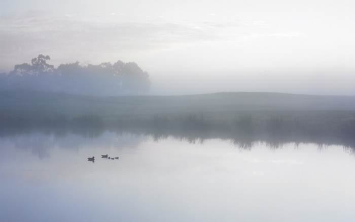 Ducks swimming in a foggy lake at sunrise