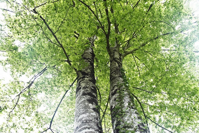 Looking up at tall trees with green leaves