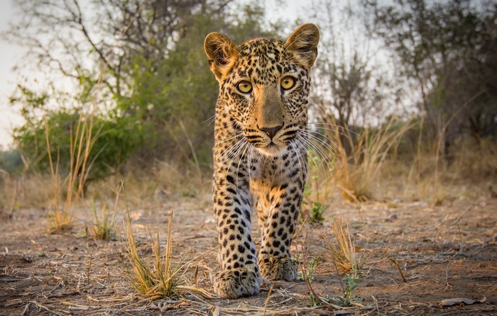 Leopard walking in a dry, grassy savanna