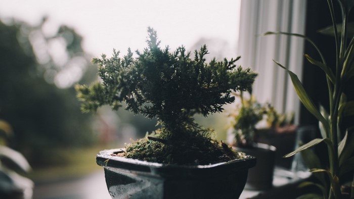 Bonsai tree in a pot on a windowsill