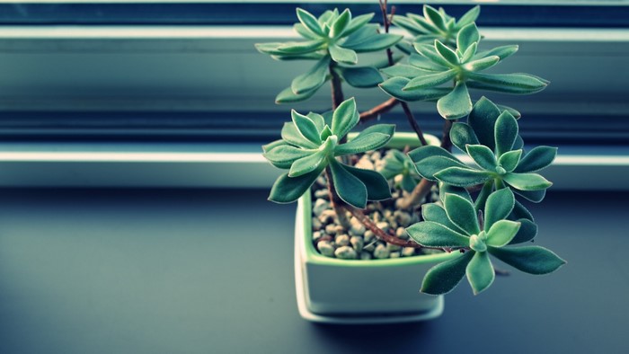 Potted succulent plant on a windowsill