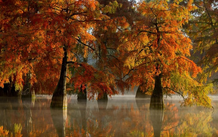 Bald cypress trees in autumn colors reflected in misty water