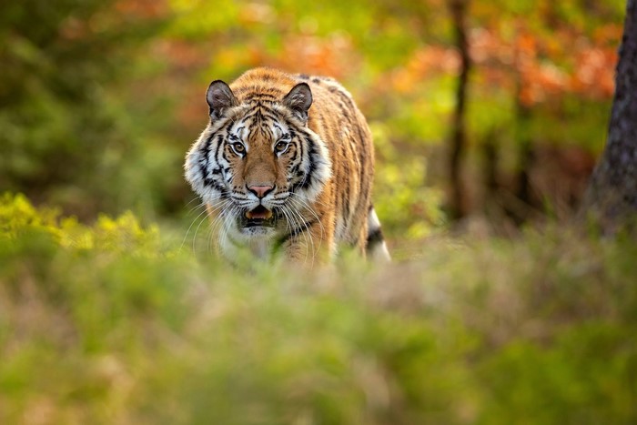 Tiger walking through a forest