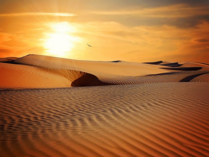 Desert dunes at sunset with a bird flying