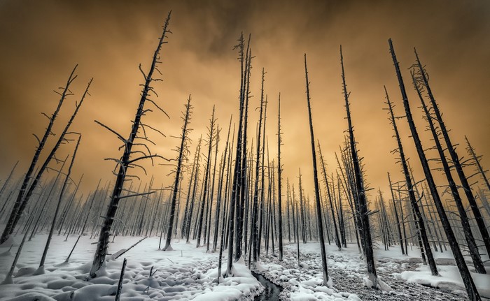Dead trees in a snowy forest under a cloudy sky