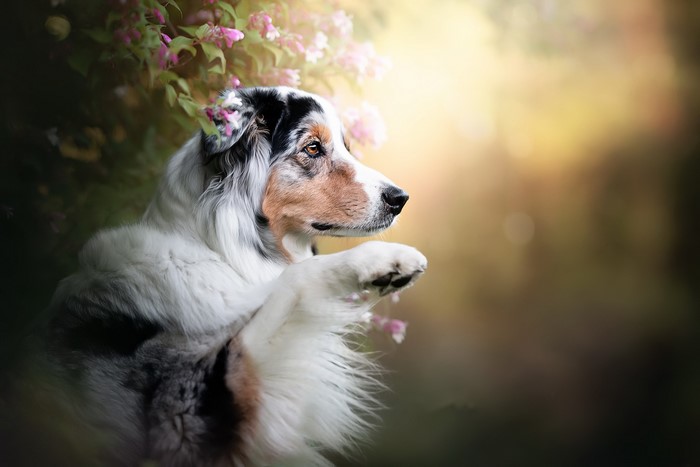 Blue merle Australian Shepherd dog with pink flowers