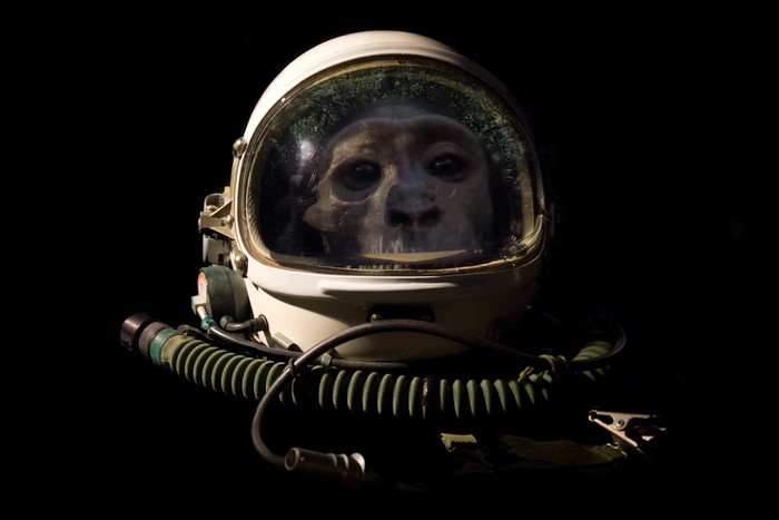 Monkey skull in astronaut helmet
