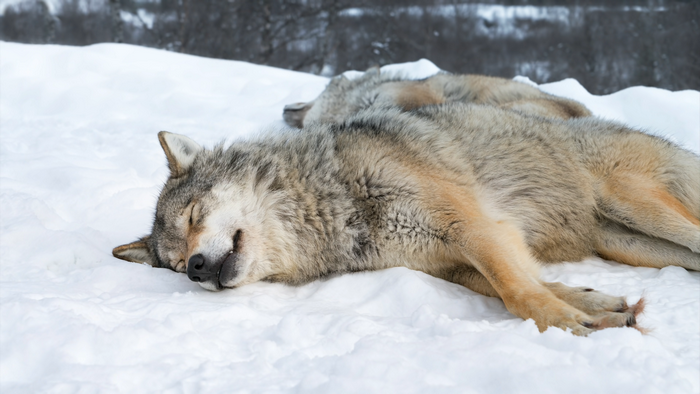 Two wolves sleeping in the snow