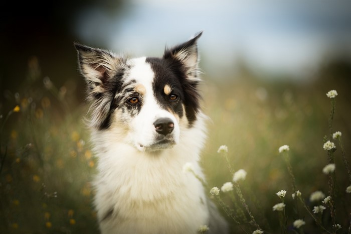 Border Collie dog sitting in a field of flowers