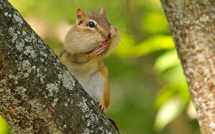 Chipmunk sitting on a tree branch
