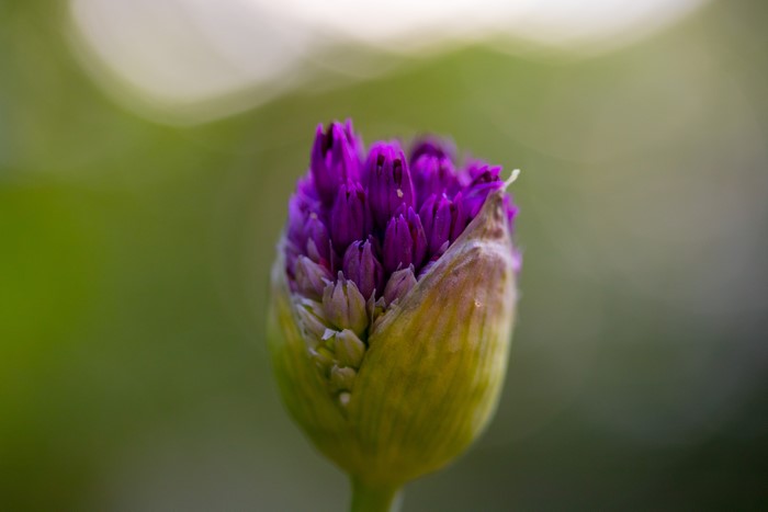 Purple Allium Flower Bud Closeup