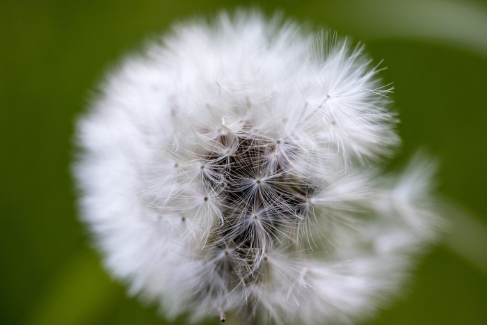 Macro shot of a dandelion seed head