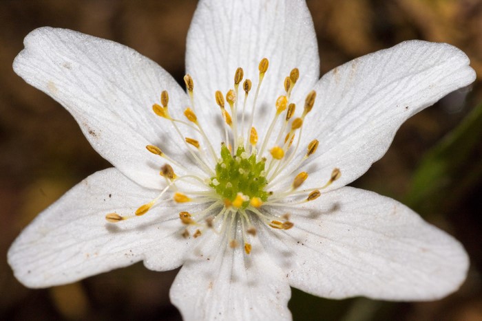Macro shot of a white flower with yellow stamens