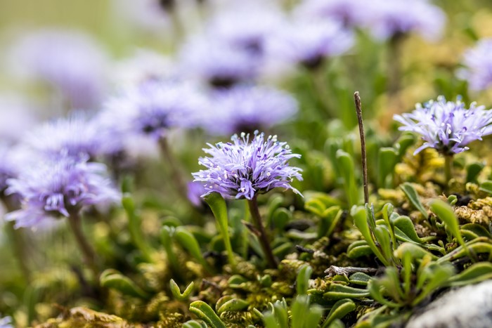 Purple flowers in nature macro shot