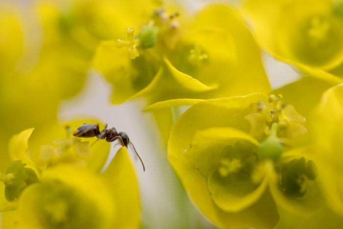 Macro shot of an ant on yellow flowers
