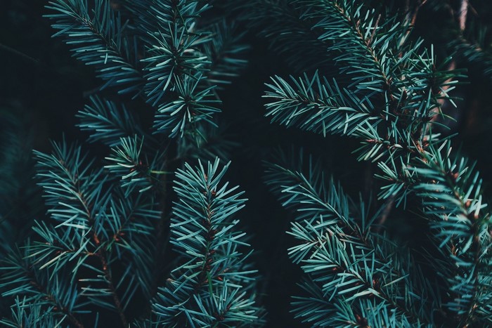 Close-up of dark green pine needles