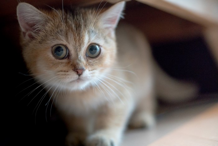 A cute golden kitten peeking out from a dark space