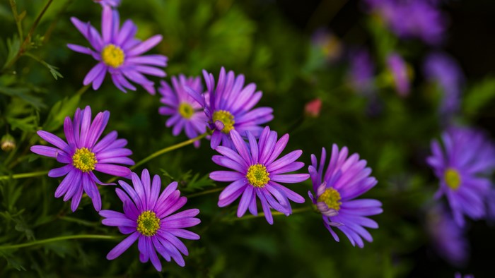 Purple flowers with yellow centers in nature
