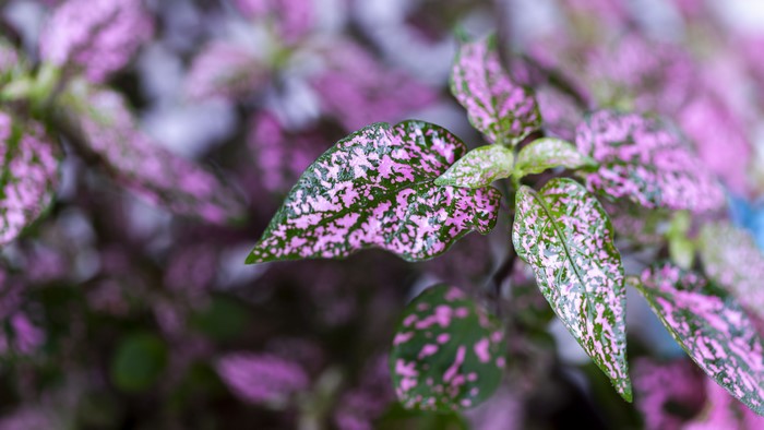 4K photography of pink and green polka dot plant leaves