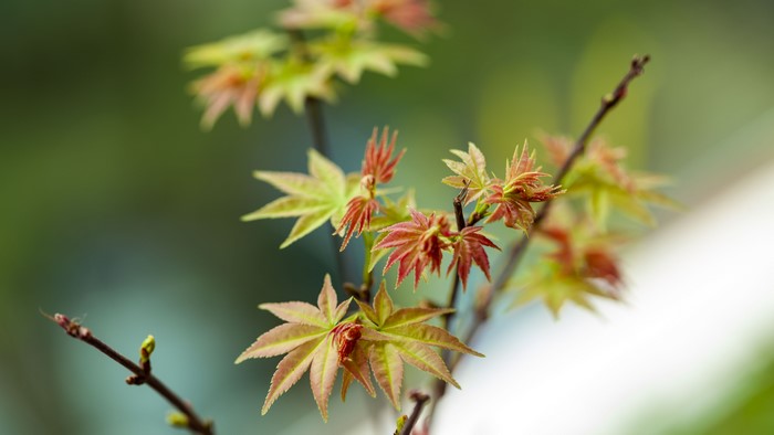 Close-up of young maple leaves on a branch