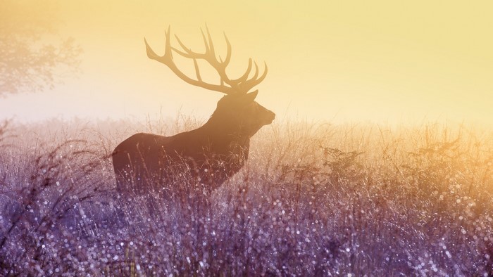 Deer with antlers in a misty field at sunrise