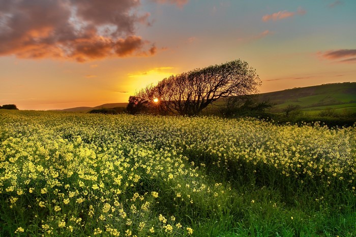 Field of yellow flowers at sunset with a tree