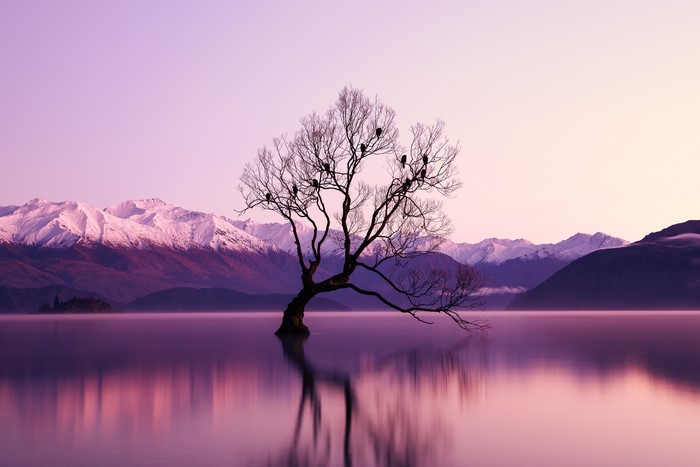 Tree in Lake Wanaka with Snow-Capped Mountains