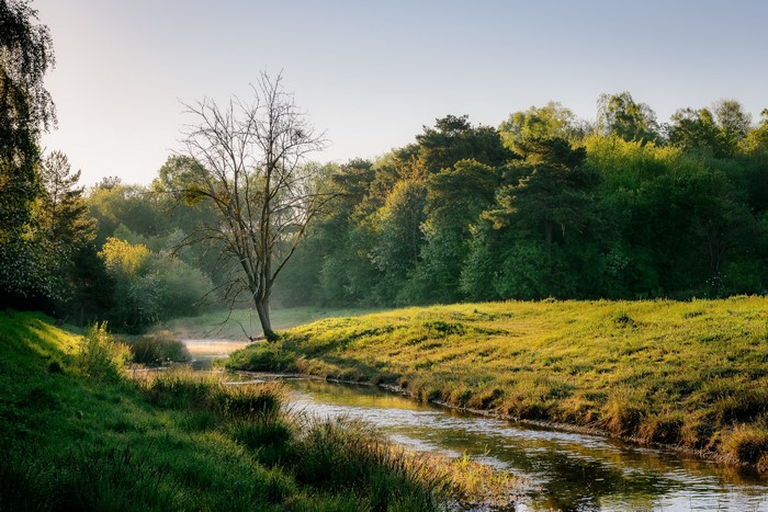 Misty river flowing through a sunlit meadow with trees