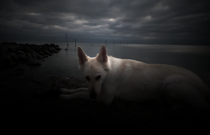 4K dog on a beach with stormy clouds