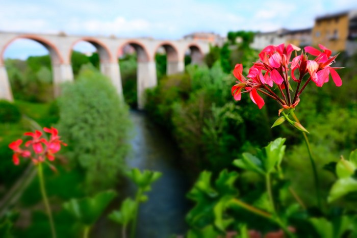 Red flowers in front of a bridge in Italy