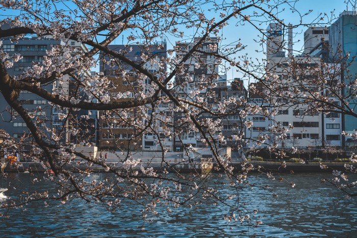 Cherry blossoms in bloom over a river in Japan