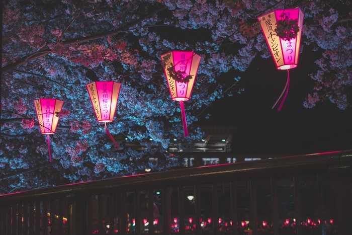 Japanese lanterns and cherry blossoms at night