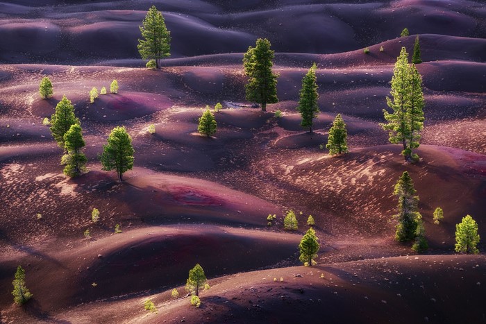 Pine trees on purple sand dunes at sunset