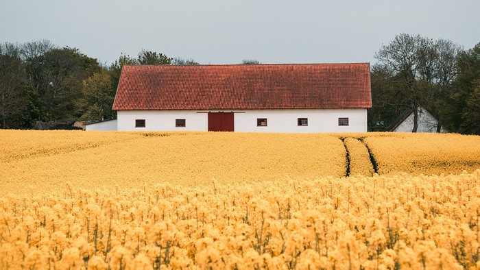 White barn with red roof in a yellow field