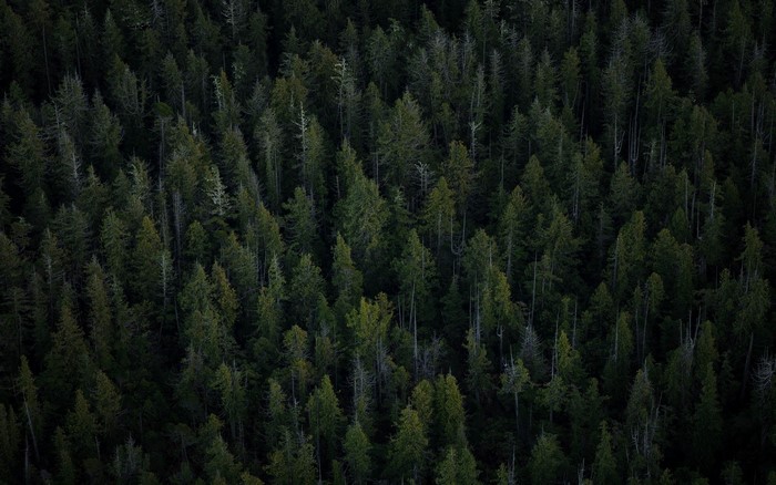 Aerial view of a dense evergreen forest