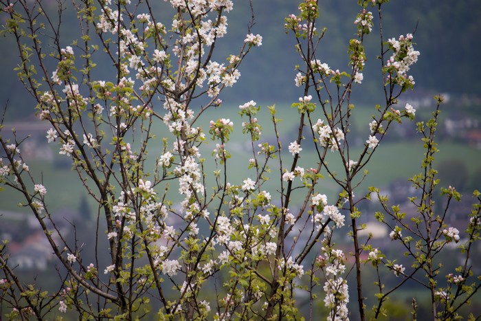 Apple blossoms on branches with a village in the background