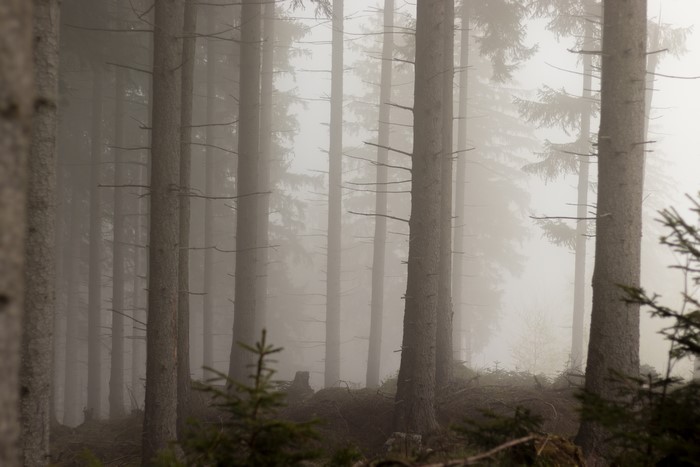 4K forest nature trees
