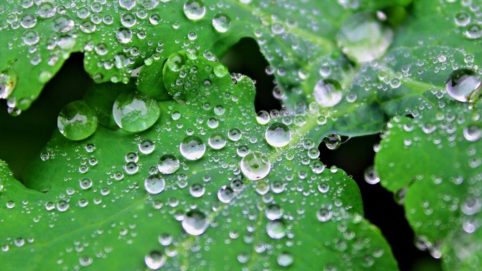 Close-up of water drops on green leaves