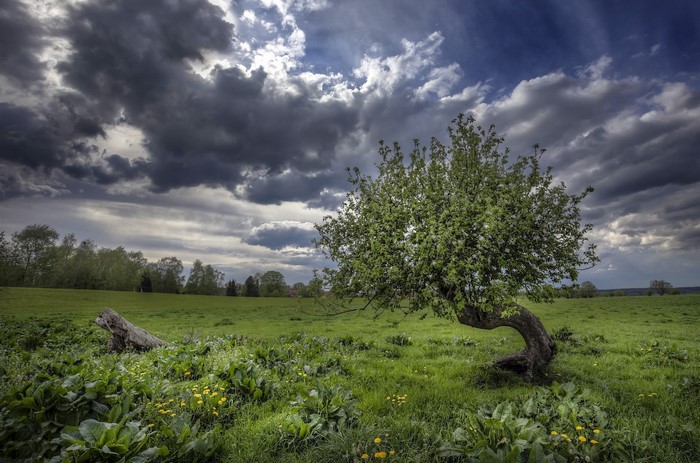 Stormy sky over a green field with a bent tree
