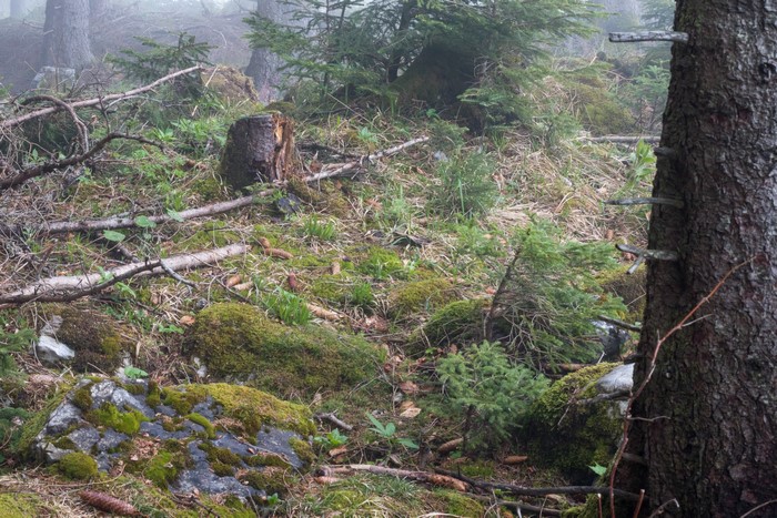 Forest floor with mossy rocks and pine trees