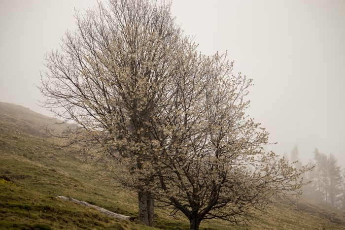 4K trees with blossoms in the fog