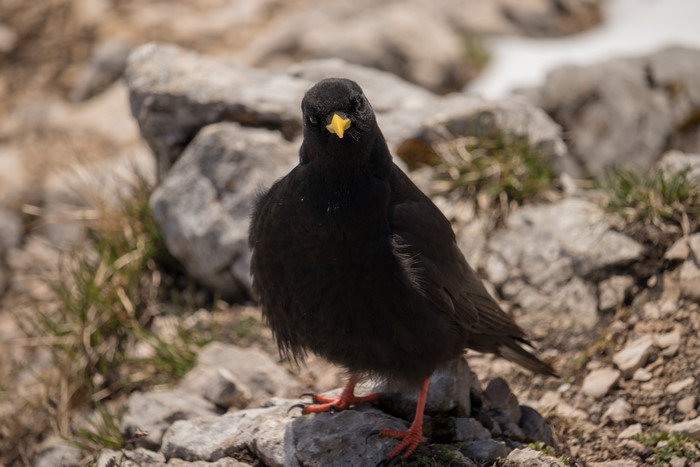 4K bird alpendohle in mountains